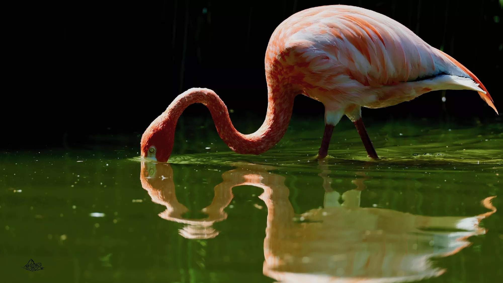 Portfolio/Europe/Photos/0171_Z9A4772_flamant rose.webp